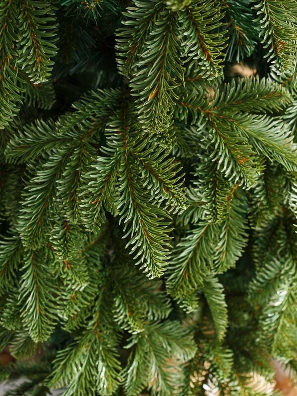 Ель искусственная «ОНТАРИО» (Литая+пвх) высота от 1,5 до 2.4 м