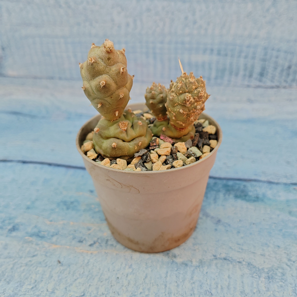 Tephrocactus Articulatus (Тефрокактус)