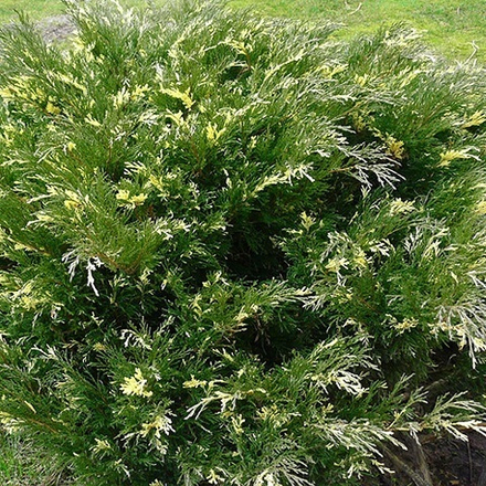 Можжевельник казацкий Вариегата