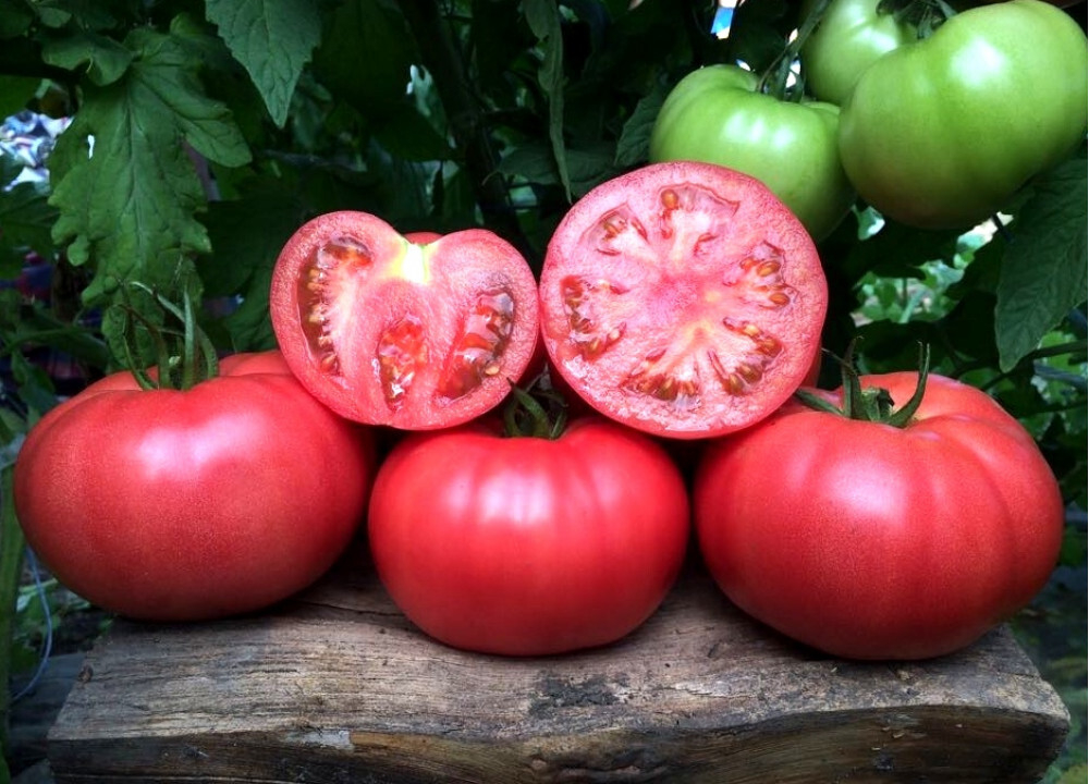 Томат Пинк Маргари ( Джи Ти-ИР-1 ) F1