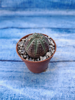 Euphorbia Obesa (Эуфорбия)