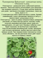 Плектрантус Войлочный комнатная мята
