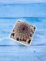 Echinocereus Rigidissimus Rubispinus (Эхиноцереус)