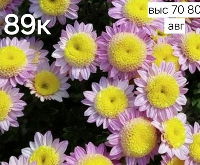 САЖЕНЦЫ ХРИЗАНТЕМЫ КОРЕЙСКАЯ ВАНИЛА №89