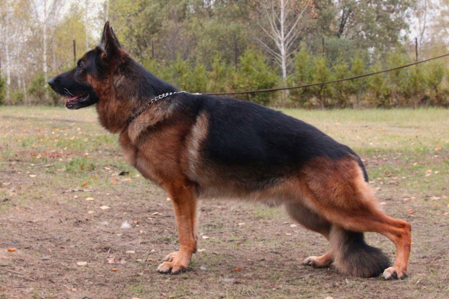 Стандартные кобели