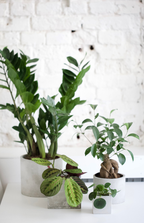 Набор для озеленения в светлых тонах