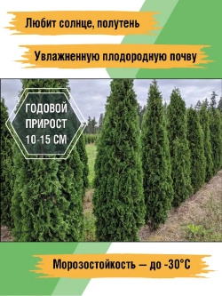 Туя саженец западная Холмструп хвойные деревья