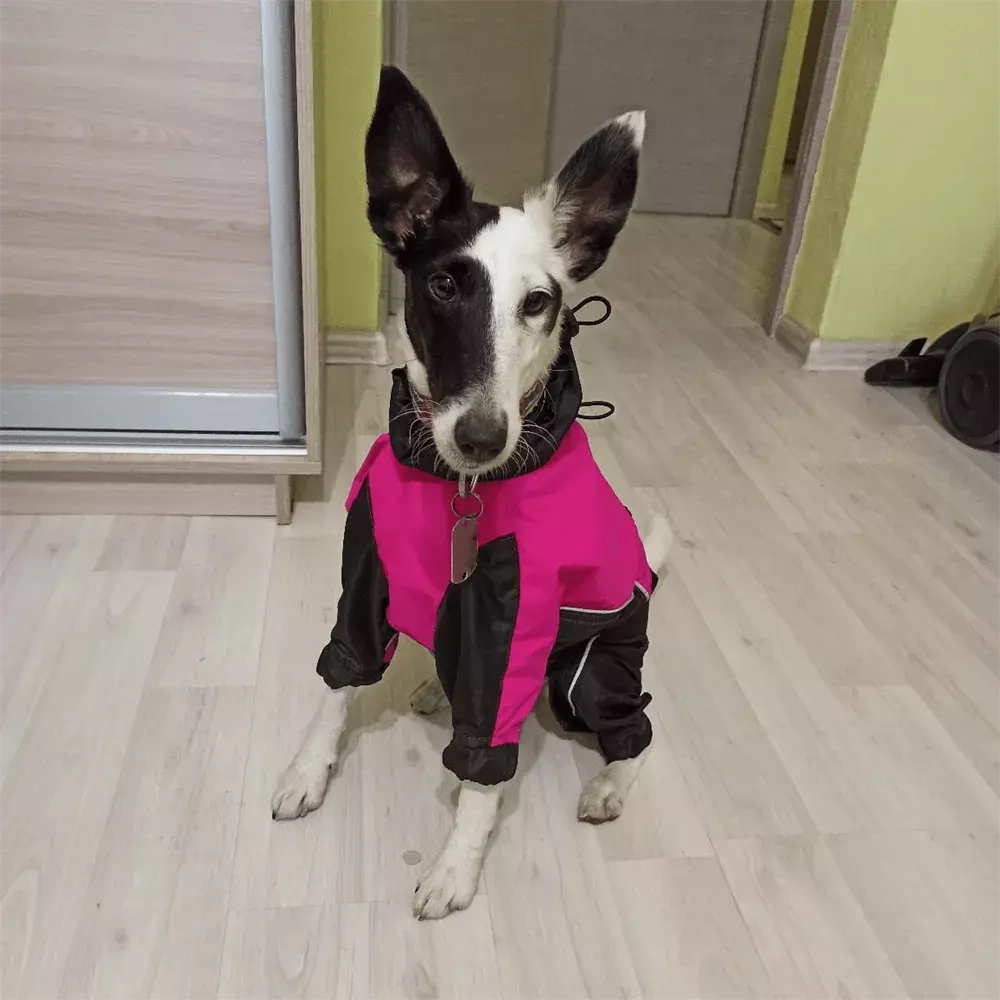 Комбинезон для собаки дождевик демисезонный White Wolf вырез на девочку розово-чёрный