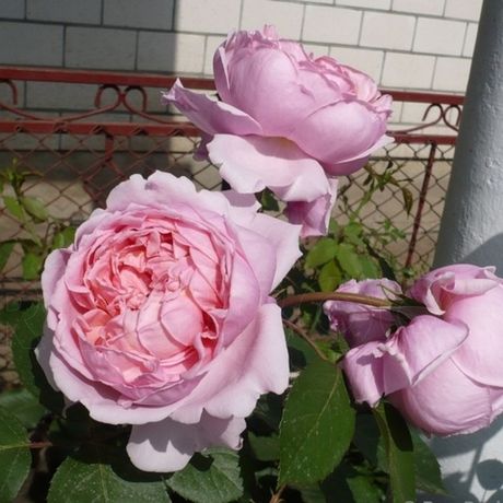 Бразе Кэдфаэл (Brother Cadfael)