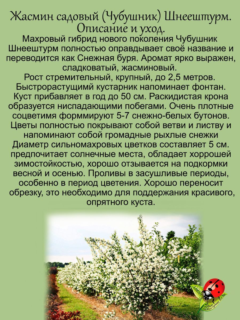 Жасмин Шнеештурм махровый чубушник садовый