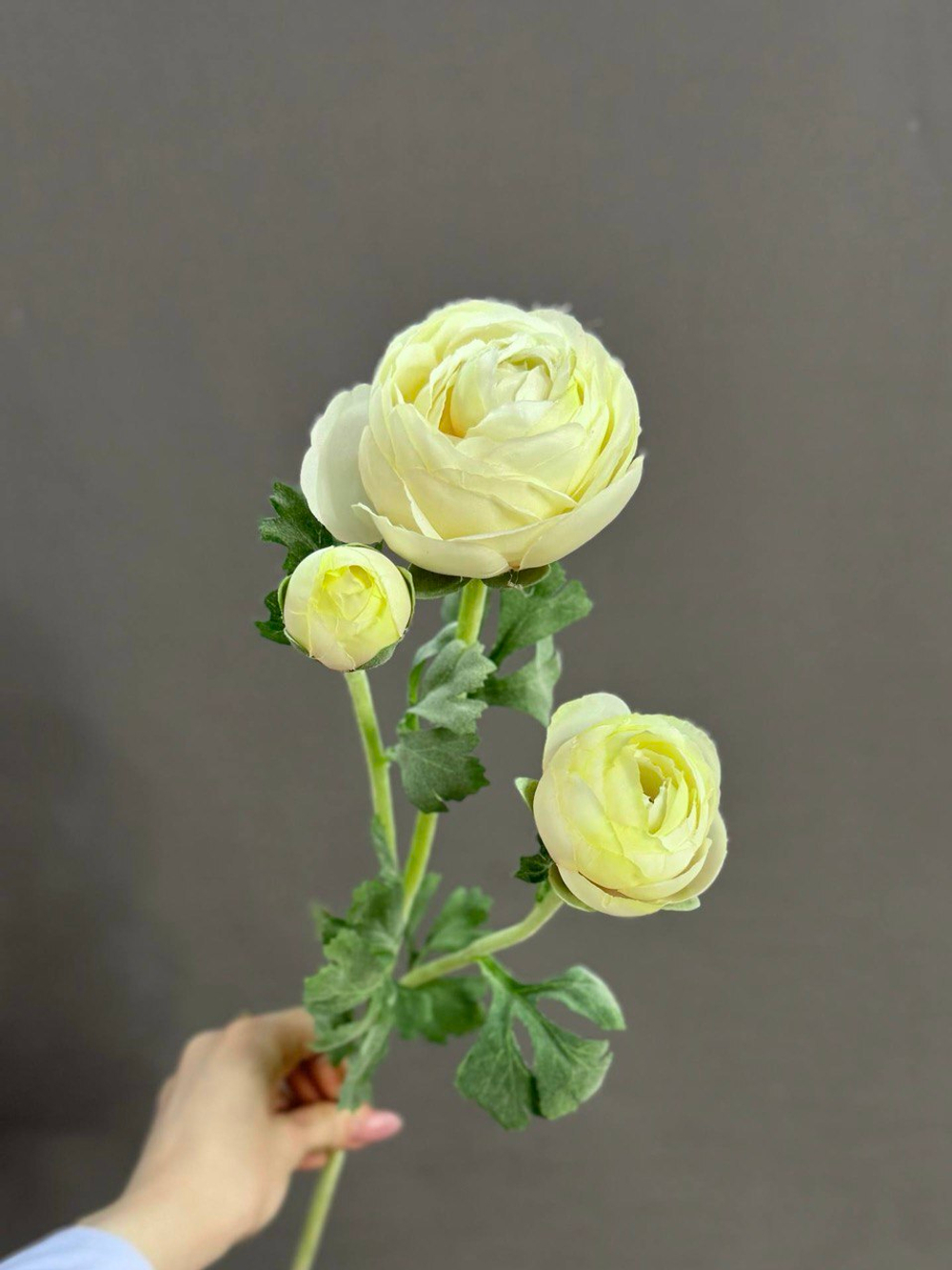 Ранункулюс кремовый (h73 см)