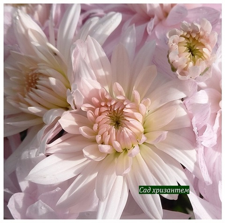 Хризантема одноголовая Calabria Deep Pink ☘ о.  (отгрузка Август)