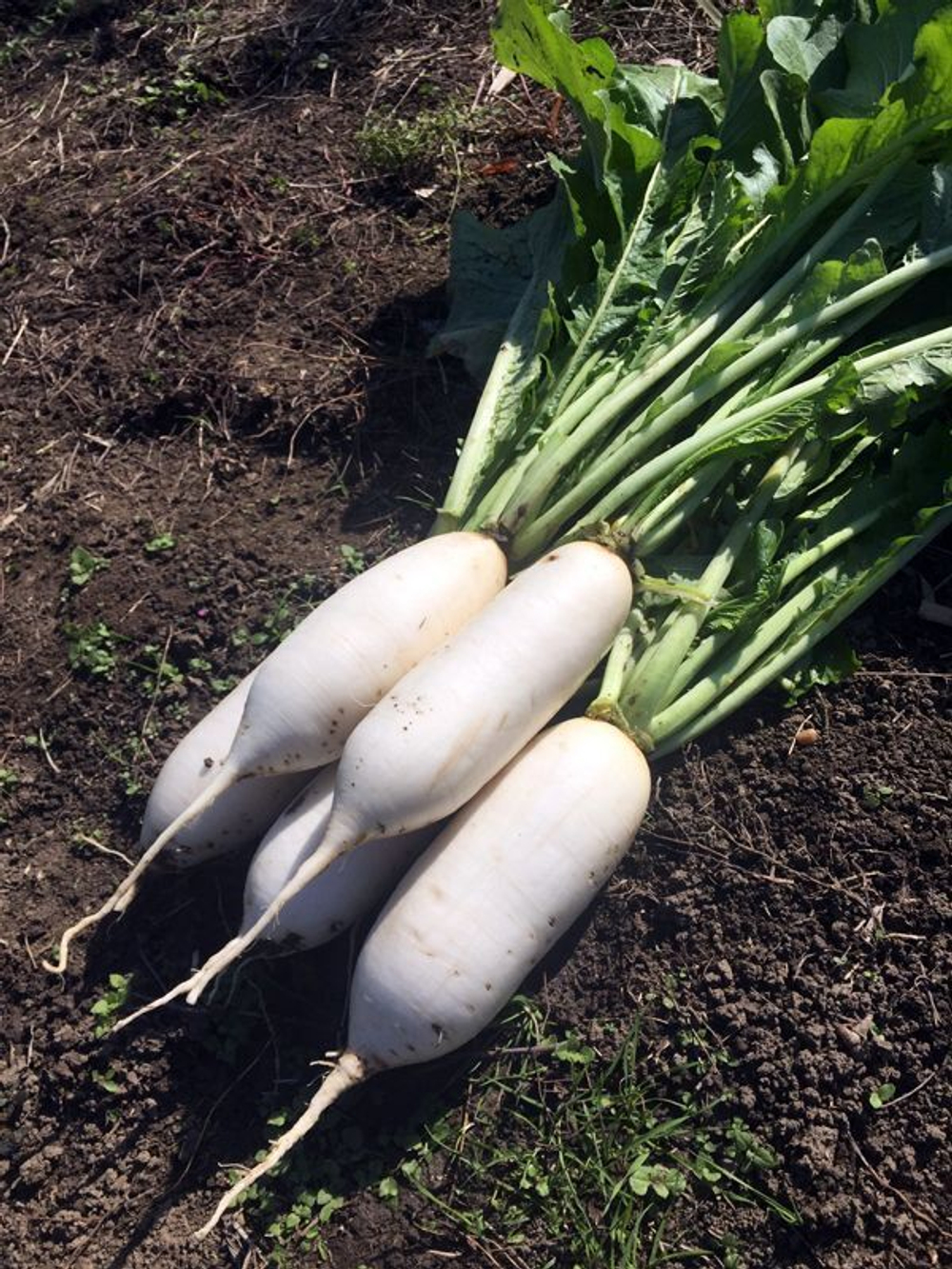 Редька Дайкон Торро F1  1г  Мировые Семена VITA GREEN