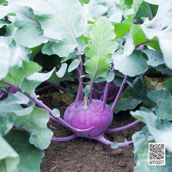 Укза F1 семена капусты кольраби (Rijk Zwaan / Райк Цваан)