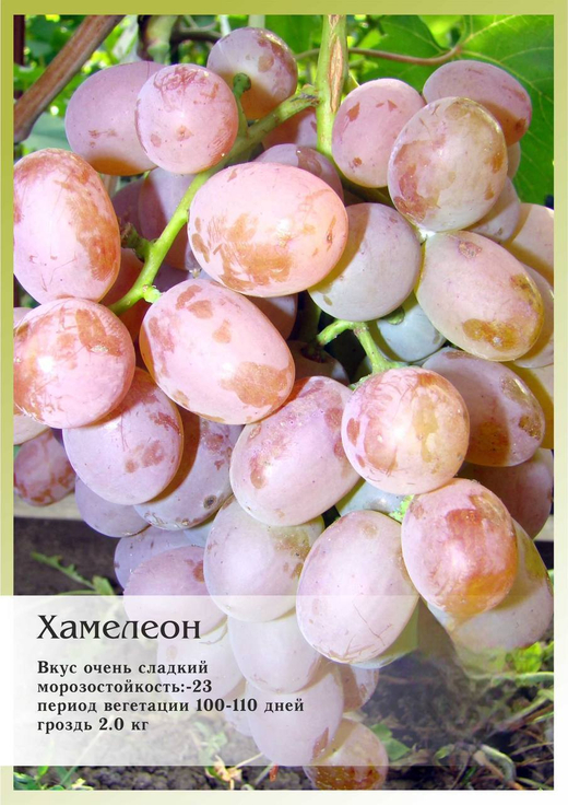 Виноград Хамелеон Закупка М70 июнь 2026