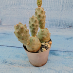 Tephrocactus Articulatus (Тефрокактус)