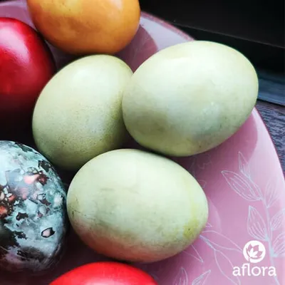 Фотография Яйца пасхальные крашеные (оливковые) / 1 десяток купить в магазине Афлора