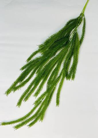 Ель ампельная ветка