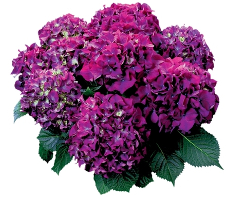 Hot Red Purle/ Хот Рэд Парпл ( Стандарт поставки Р9)2025г.