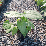 Хомаломена SILVER MOON