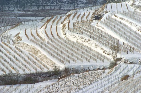 Weingut Bründlmayer