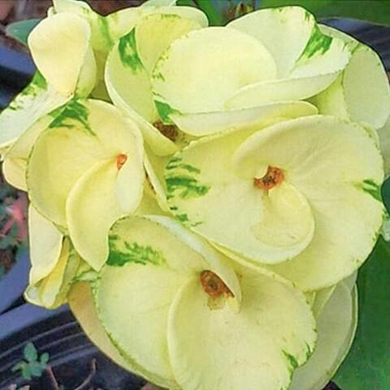 Эуфорбия Миля HOR NGERN