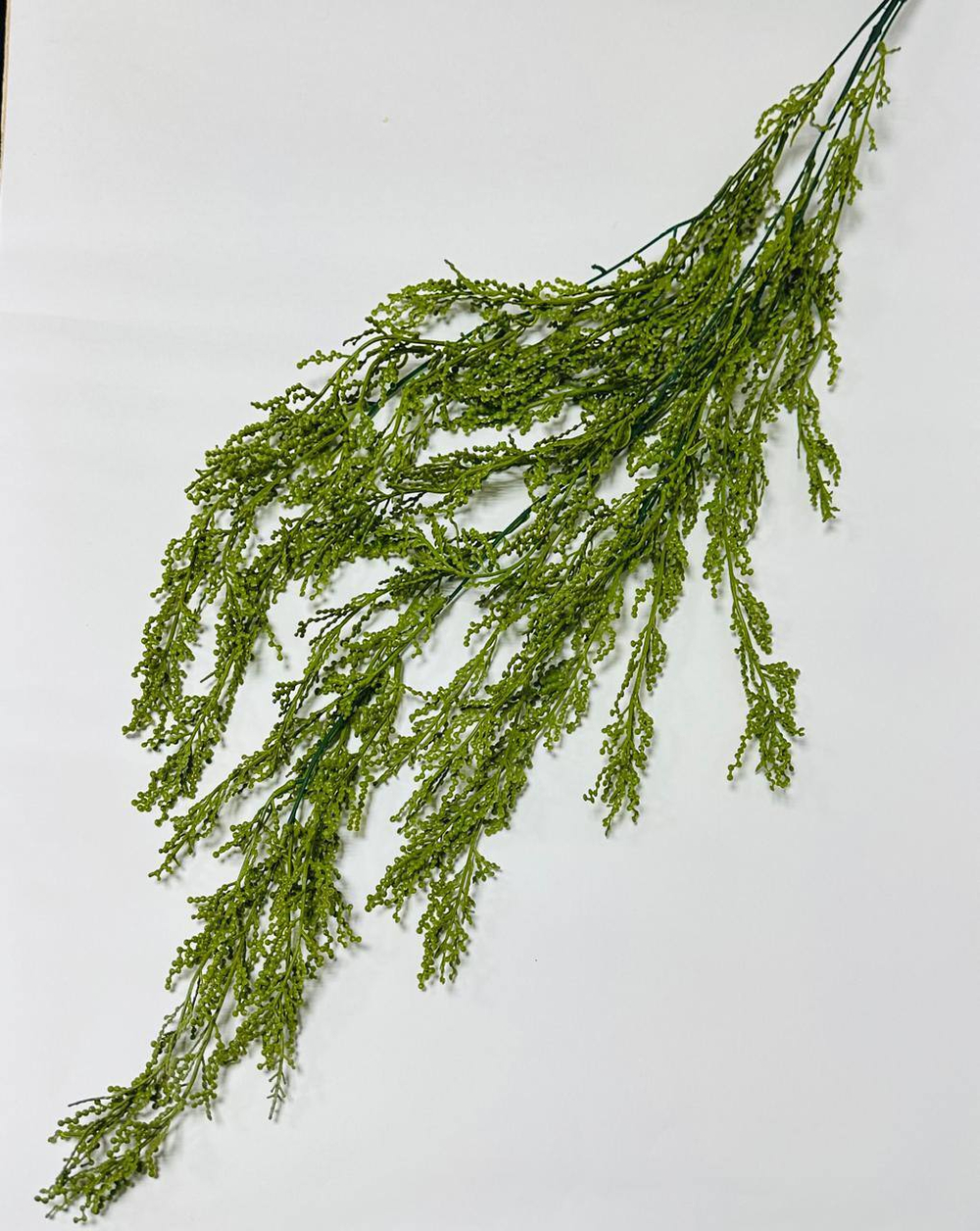 Кипарис ампельный ветка