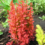 Барбарис Тунберга Оранж Рокет PBR C4 40-50