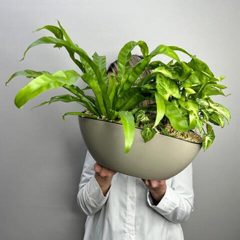 Комнатные растения сингониум и асплениум