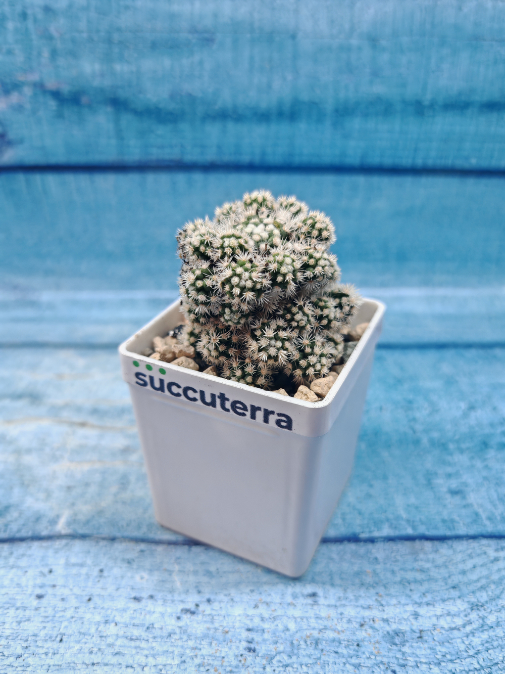 Mammillaria gracilis (Маммилярия)