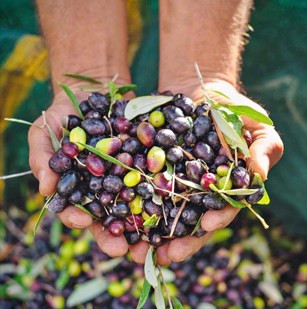 Оливковое масло OlеumSicilia Natolio 1 л, Сицилия, Италия