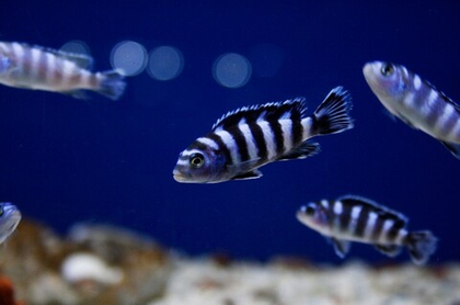 Псевдотрофеус Демасони