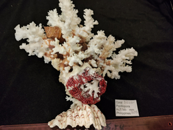 Коралл Поциллопора на Хиппопусе