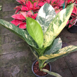 Диффенбахия SEDTHEE WILSON