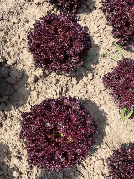 КАРМЕЗИ семена салата Rijk Zwaan отзывы – фото 13