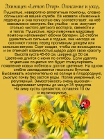 Эхинацея махровая "Лимонный леденец" Лимон Дроп