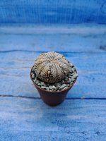 Astrophytum Asterias "Super Kabuto" (Астрофитум)
