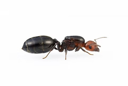 Муравьи Crematogaster scutellaris (Красноголовый остробрюхий-муравей)