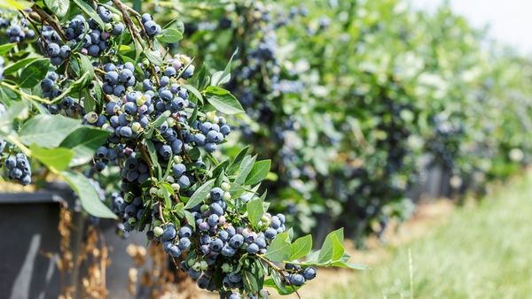 Полив голубики садовой: система орошения, нормы и режимы для плантации и контейнеров