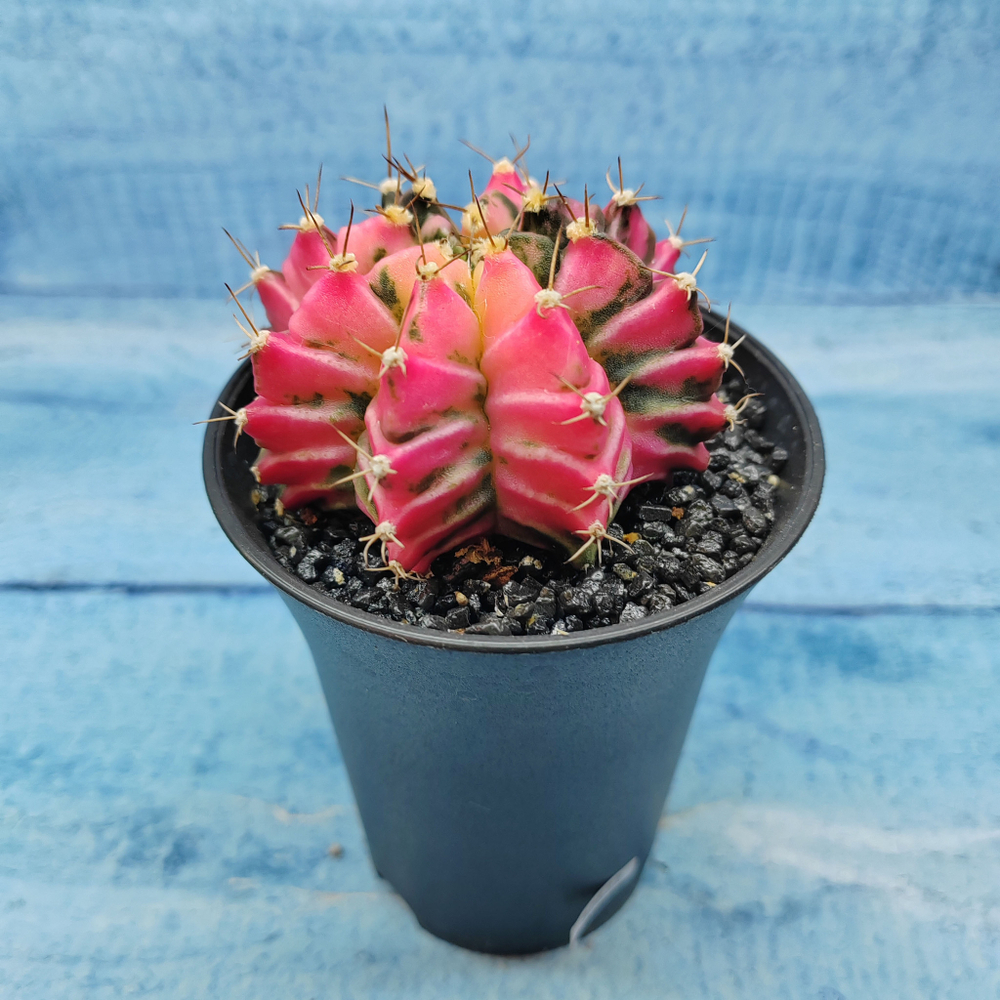 Gymnocalycium Variegata (Гимнокалициум Вариегатный)