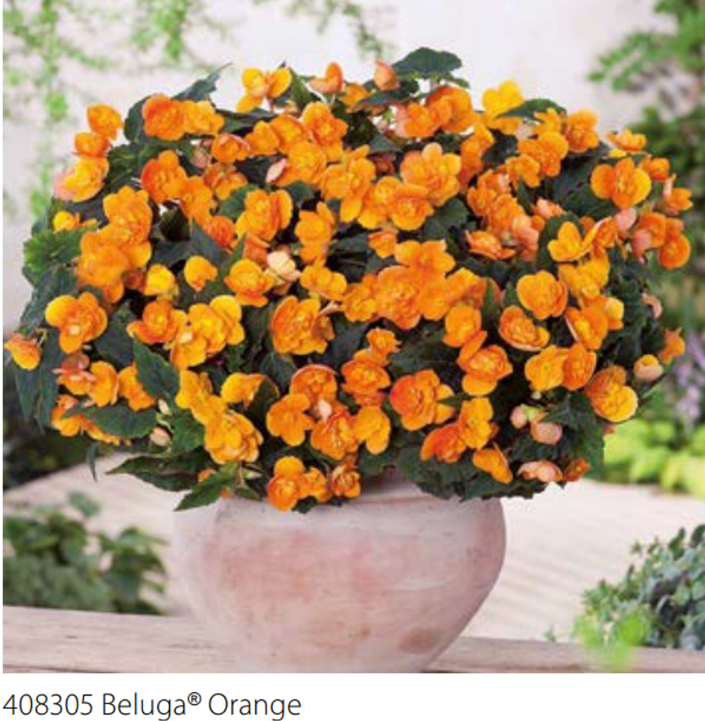 Бегония Beluga Orange ЕВРО укоренный черенок ОКС МАРТ