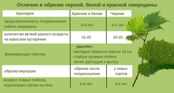 Сколько лет выращивать смородину: рекомендации опытных садоводов