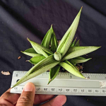 Сансевиерия ICEMAN