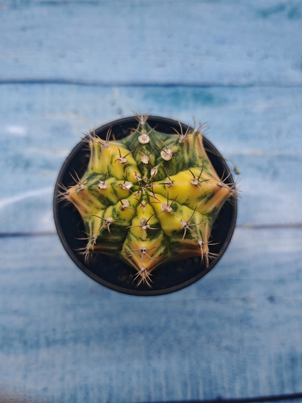 Gymnocalycium Variegata (Гимнокалициум Вариегатный)