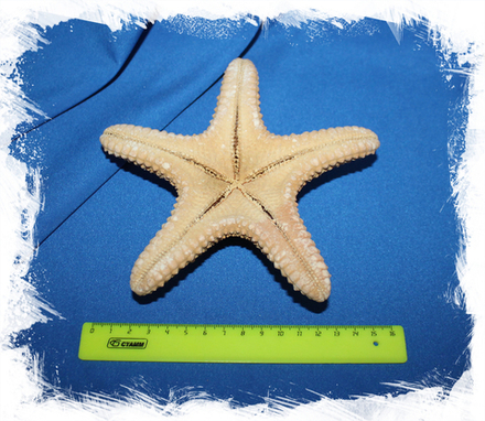 Морская звезда Астеродискус 15-17 см.