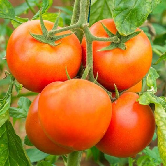 ГС 12 F1 семена томата детерминантного (Syngenta) купить