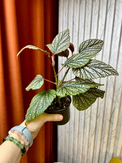 Бегония Макулата Сильвер, D10см Н25см, Urban Jungle