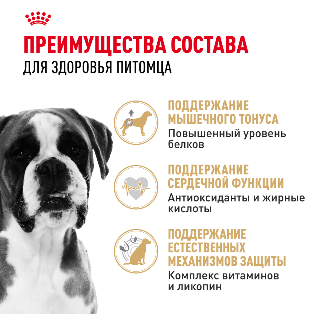 Royal Canin Boxer Adult (БОКСЕР ЭДАЛТ) Корм сухой для взрослых и стареющих собак породы боксер от 15 месяцев 12 кг