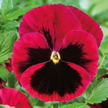 Виола красная с пятном (Red Blotch) (6шт)