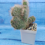 Nyctocereus Serpentinus cristata (Никтоцереус)